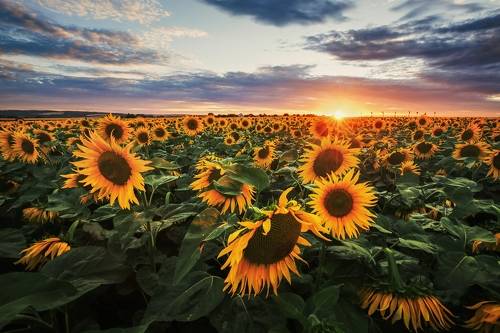 Sunflower Evening