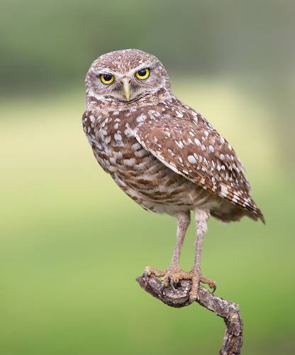 Cыч - Burrowing Owl