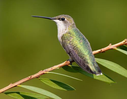 Колибри - Female. Ruby-throated Hummingbird