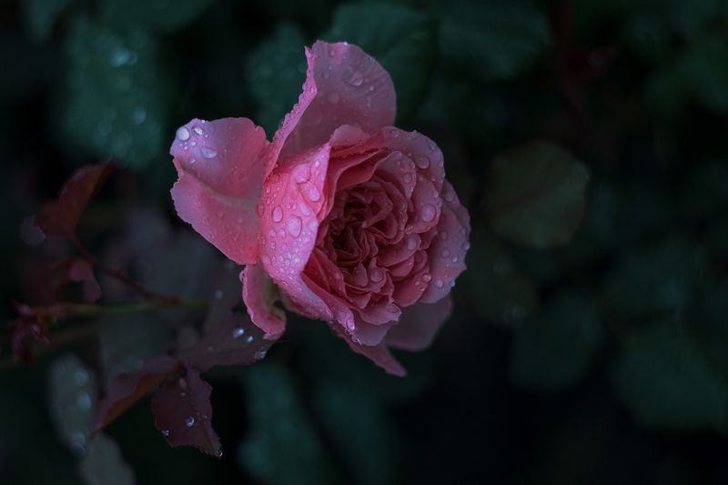 роза, цветы, капли, сад, Сезонноеphoto preview