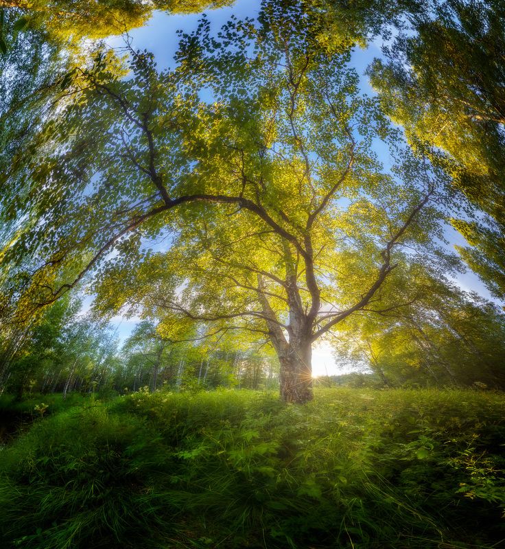 лес, ленобласть, берёза Чудо-деревоphoto preview