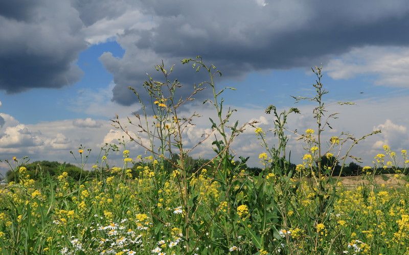 лето,небо,облака,трава,цветы Летом в полеphoto preview