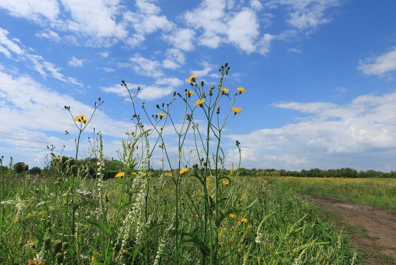 природа,лето,поле,дорога,небо,облака,цветы,нсо Дорога  в полеphoto preview
