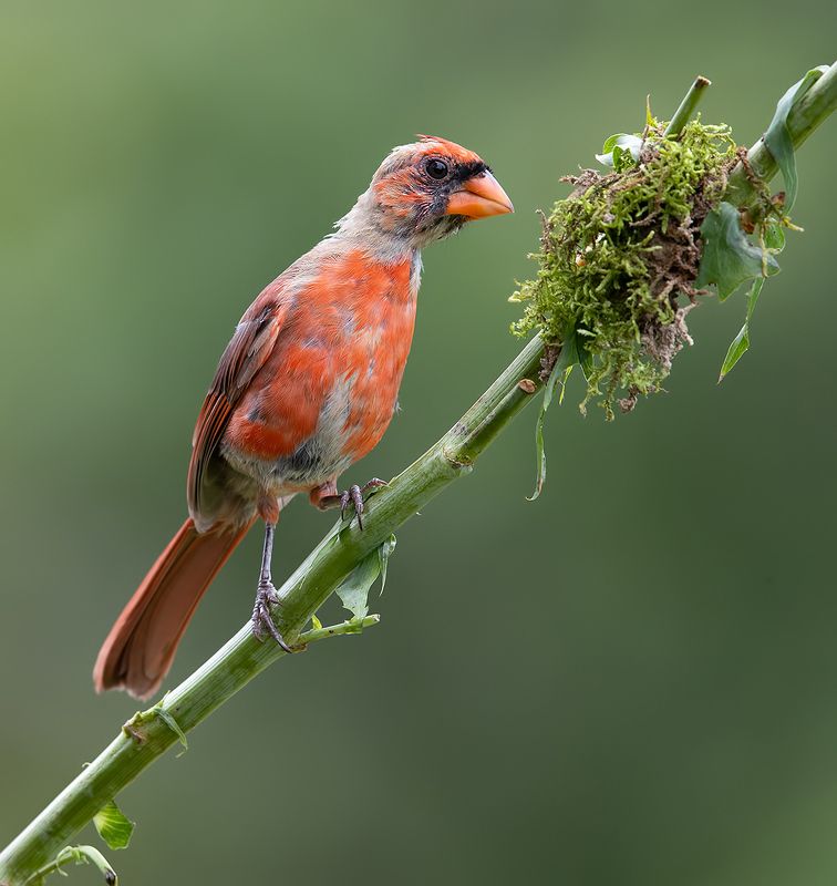 Juvenile Northern Cardinal - Молодой. Красный кардинал