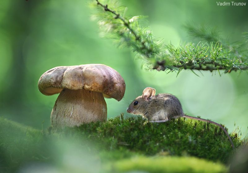 мышь, грибы ***photo preview