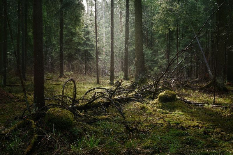 лес, русский пейзаж, forest, russian forest В лесу после дождяphoto preview