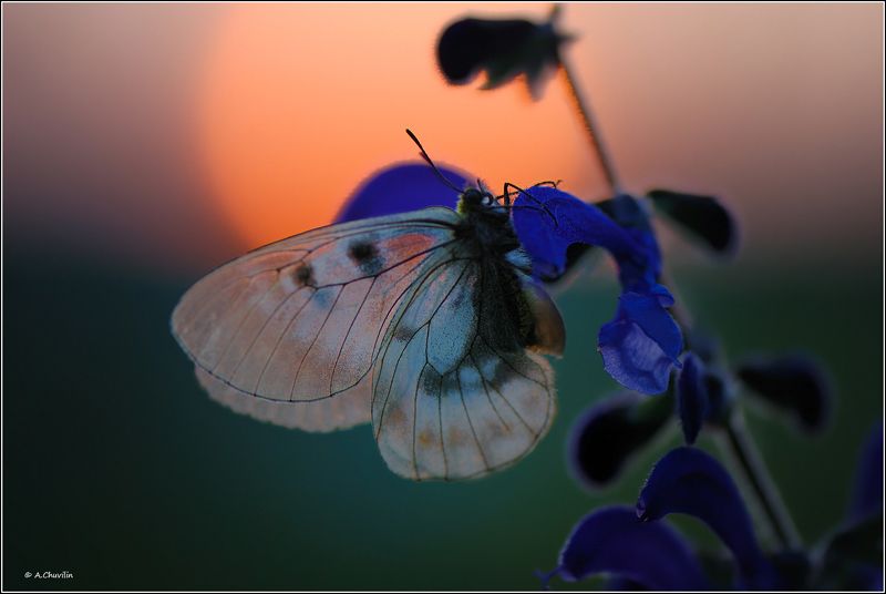 бабочка,закат,вечер,мнемозина,mnemosyne Вечерняя мнемозинаphoto preview