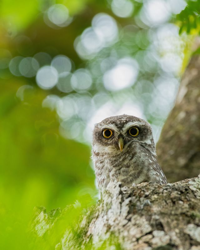 Mighty Owl