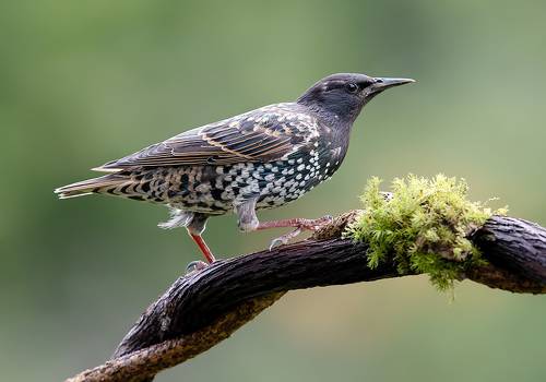 Juvenile European Starlings Molting - Молодой Линяющий Скворец