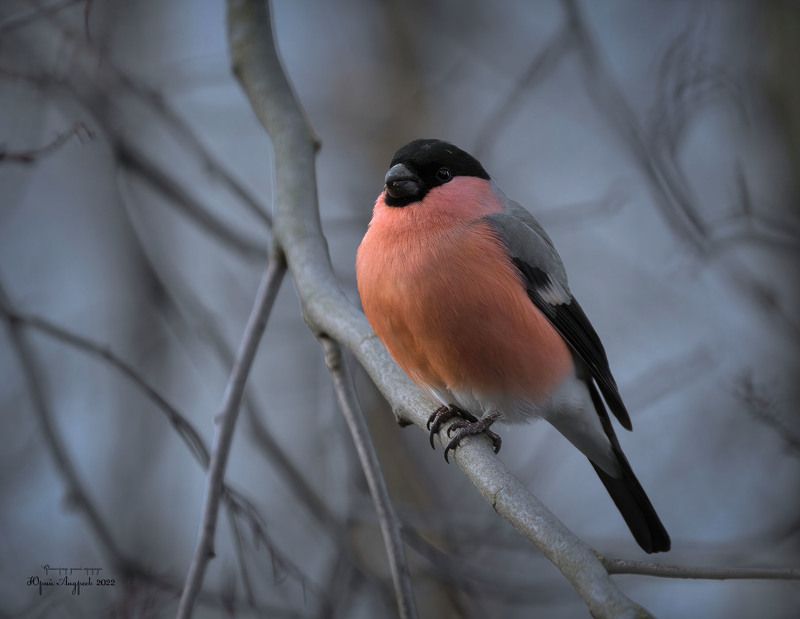 обыкновенный снегирь, зима, сумерки, вьюрковая птица, птицы псковской области Снегирёкphoto preview