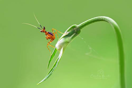 The small mantis