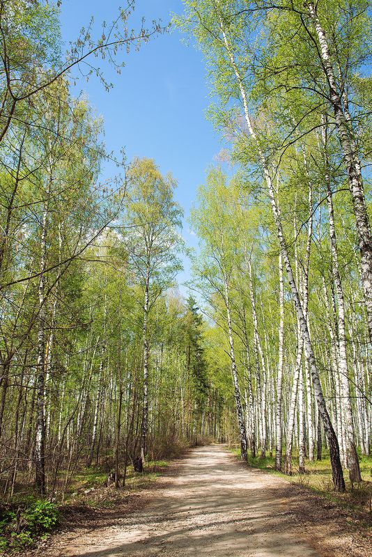 лес, весна, солнце, зелень Весенний лес в изумрудных нарядахphoto preview