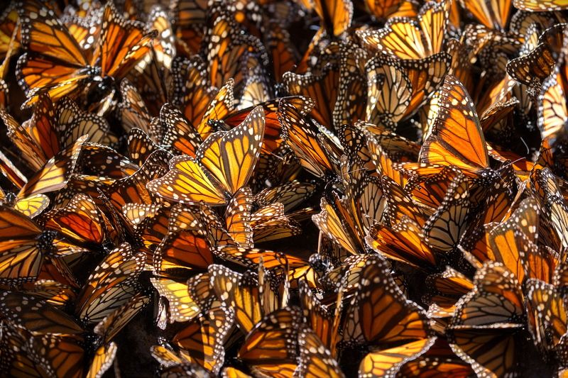 Бабочки Монархphoto preview