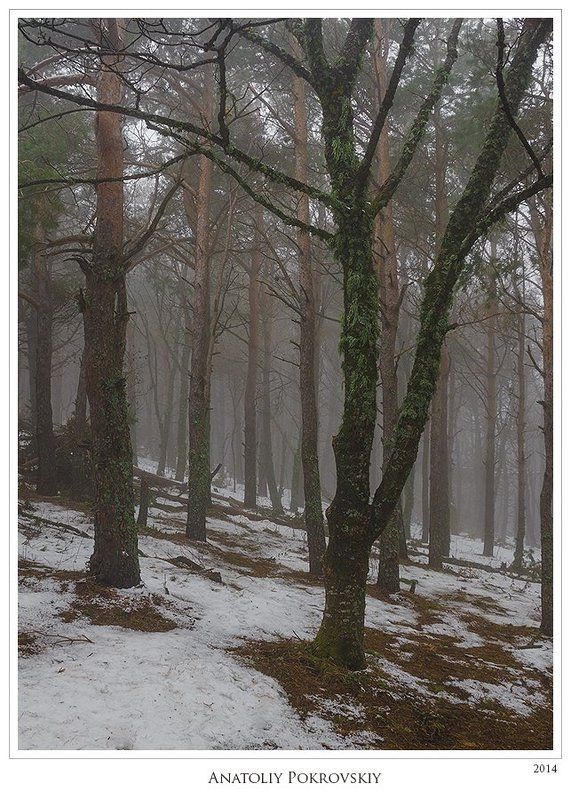 Потаённость туманной тишины зимнего лесаphoto preview
