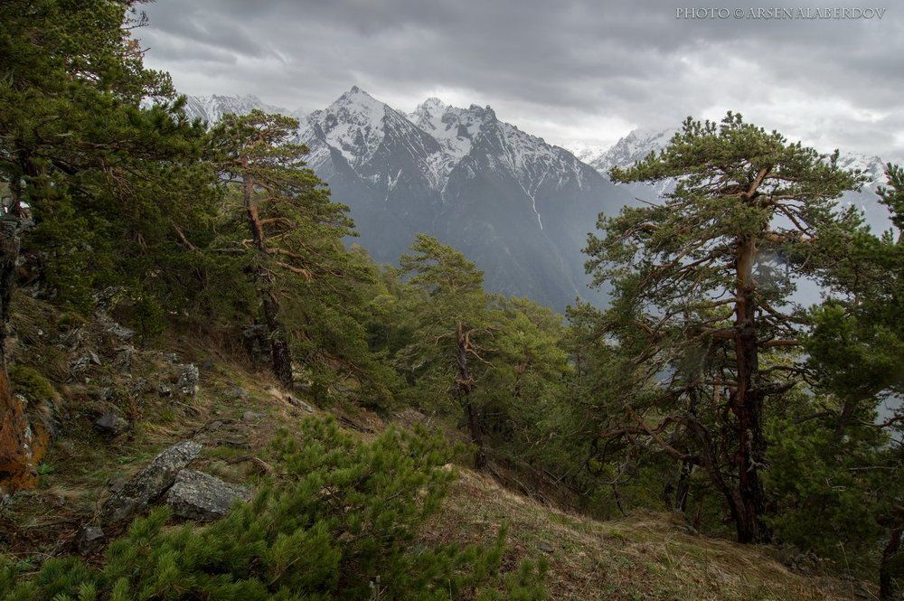 Лес в горах Кавказа