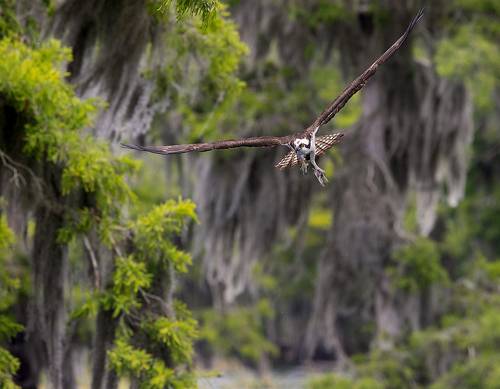 Osprey in flight - Cкопа
