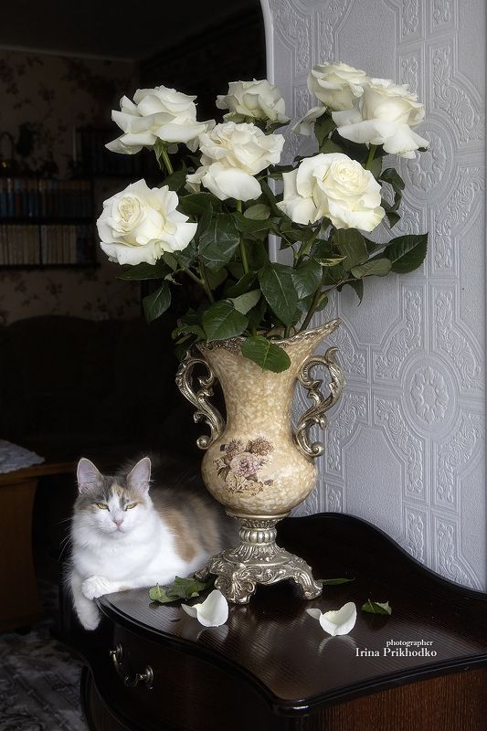 Букет белых роз с кошкой
