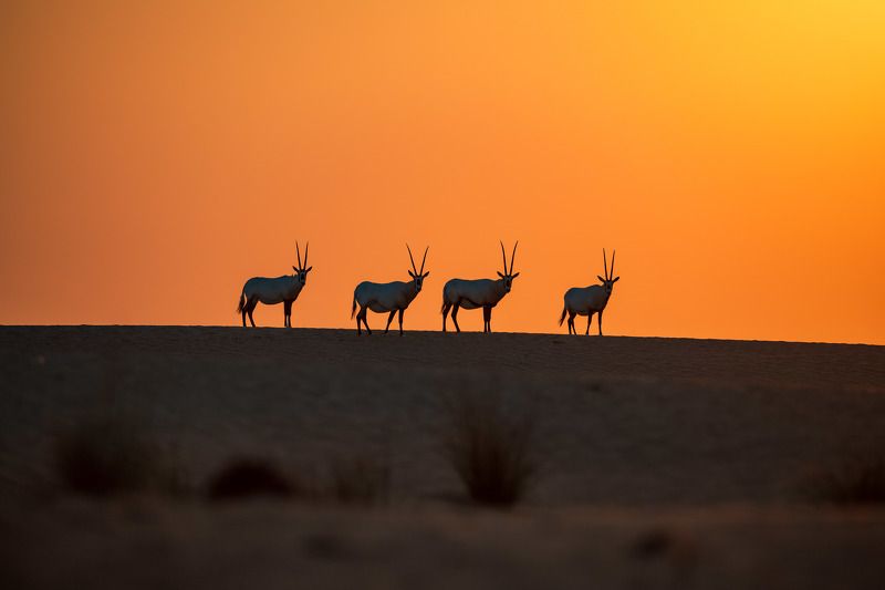 Majestic Arabian Oryxphoto preview