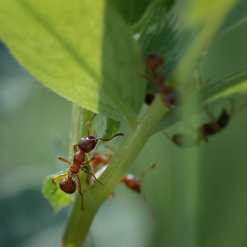 муравьи, макро, янтарные, macro, ant, ants Муравьиное утроphoto preview