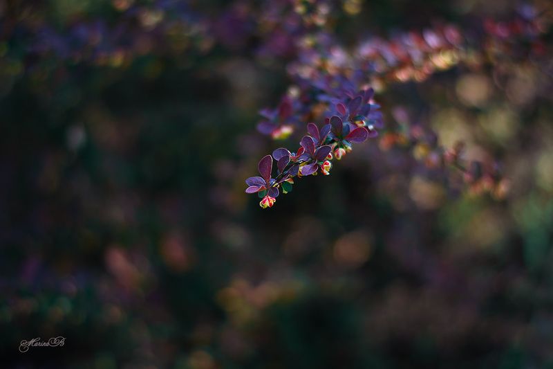 барбарис, весна, капли Цветёт барбарисphoto preview