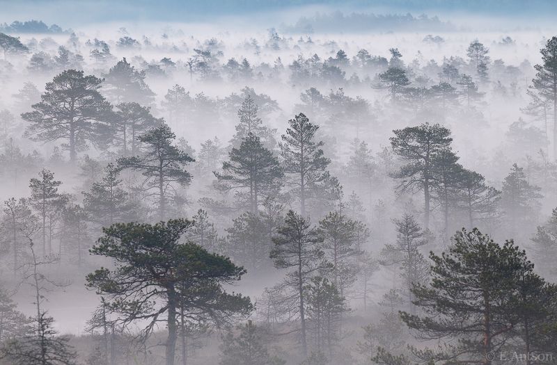пейзаж, природа, болото, эстония, туман, elvis antson Утренний туман на болотеphoto preview