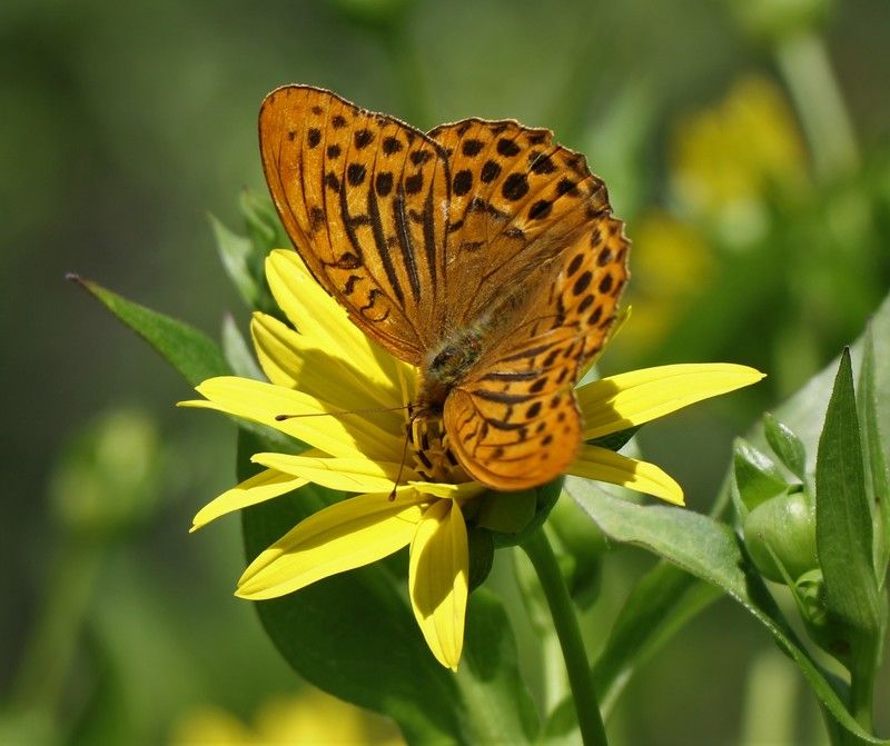 лето,цветок,бабочка Бабочка на жёлтом цветкеphoto preview