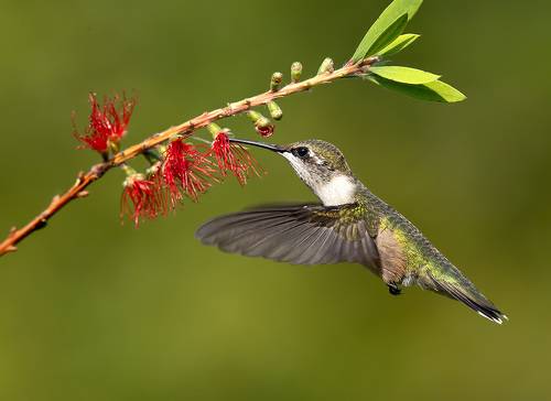 Female. Ruby-throated Hummingbird -Рубиновогорлый колибри. самка