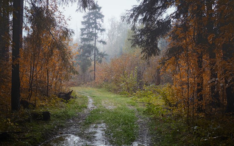 лес, осень, пейзаж, forest, woodland, autumn, landscape В осеннем лесуphoto preview
