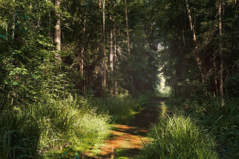 лес, лето, пейзаж, forest, woodland, summer, landscape В летнем лесуphoto preview