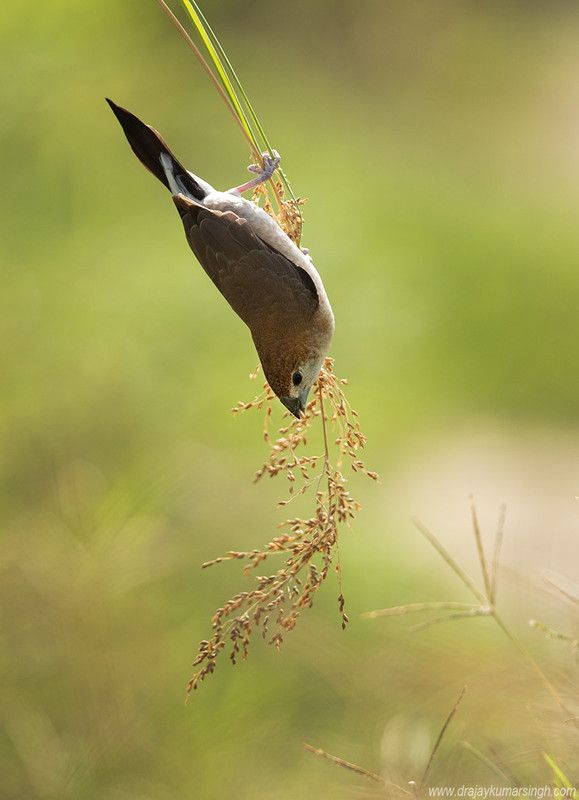 Indian silverbill