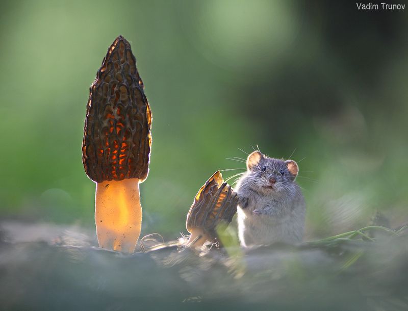 мышь, грибы ***photo preview