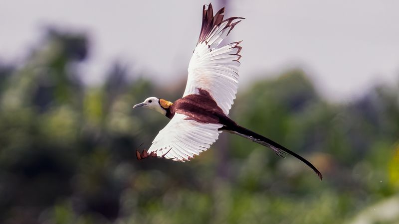 Pheasant-tailed jacana in flight