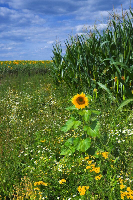 лето, зной, поле, подсолнухи, пейзаж Солнечные цветыphoto preview