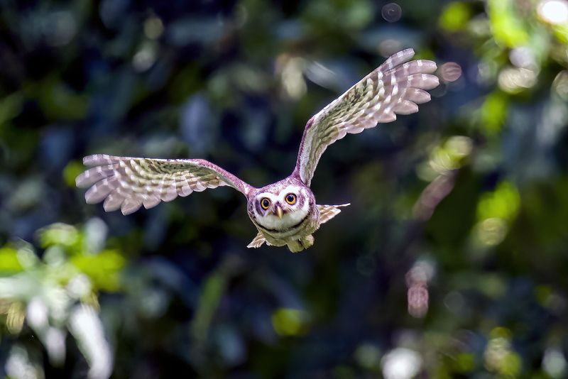 Owl in flight 