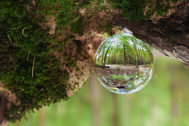 стеклянный шар, лес, лето Лес в стеклянном шареphoto preview