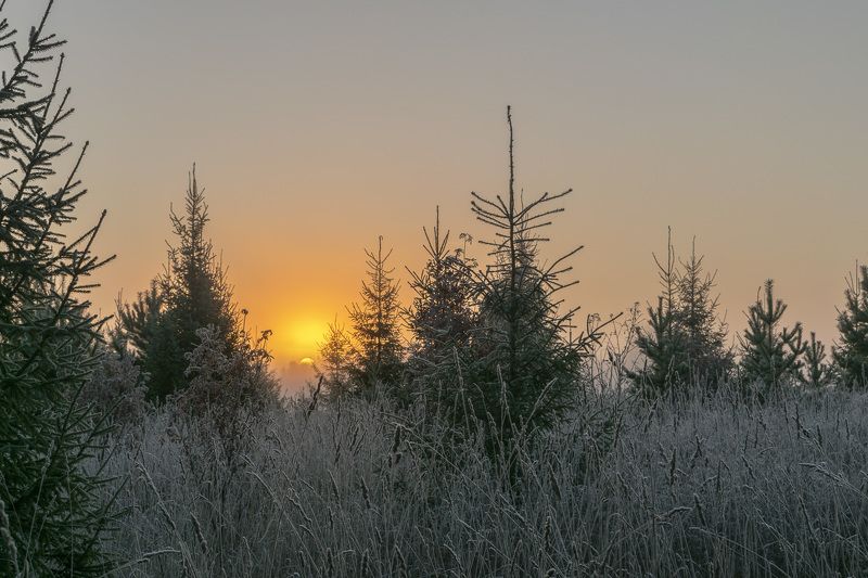 рассвет, туман, осень, иней, трава, деревья Туманный рассветphoto preview