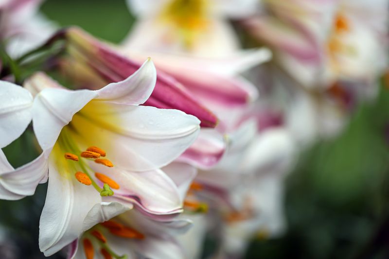 white lilies, flowers, garden, macro, close-up, nature