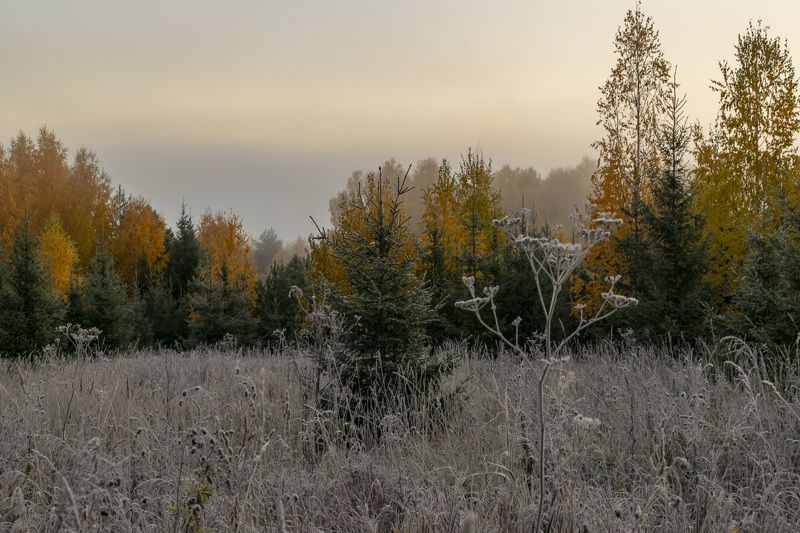 Иней, осень, травы, деревья, рассвет, опушка,  По первому заморозкуphoto preview