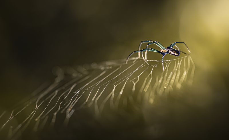 spider, animal, wild, insect, arachnid, leaf, macro, web, sunset, dusk, golden hour, Gloriousphoto preview