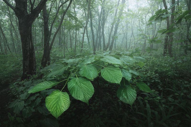 Облачный лес Приморьяphoto preview