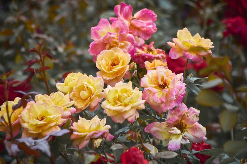 Розы - Маскарад… Мой сад. Москваphoto preview
