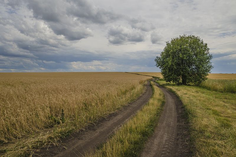 поле, дорога, дерево, лето, пейзаж Дерево у пшеничного поляphoto preview