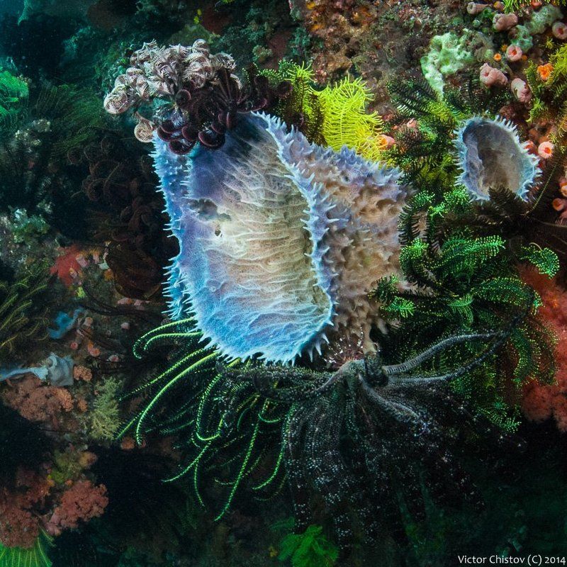 Underwater О плотности жизни на морском днеphoto preview