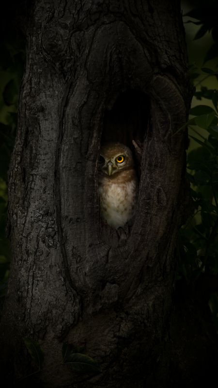 Spotted owlet