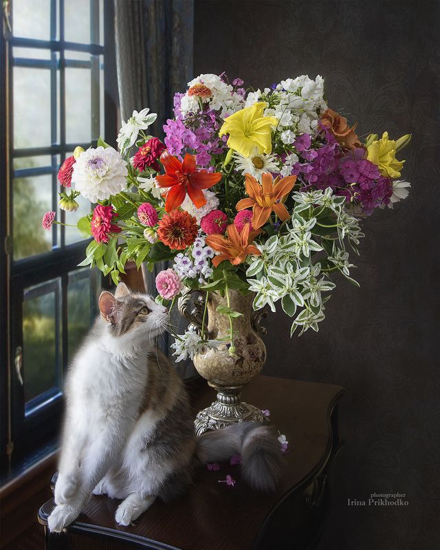 натюрморт, котонатюрморт, лето, цветы, букеты, кошки,  Пушистая кокетка и букет августовских цветовphoto preview