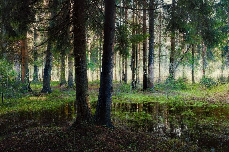 Я любовался пейзажем леса. Тевтобургский лес пейзаж. Поиски в лесу оборудование.