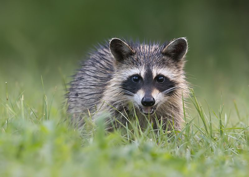Young Raccoon - Малыш Енотик