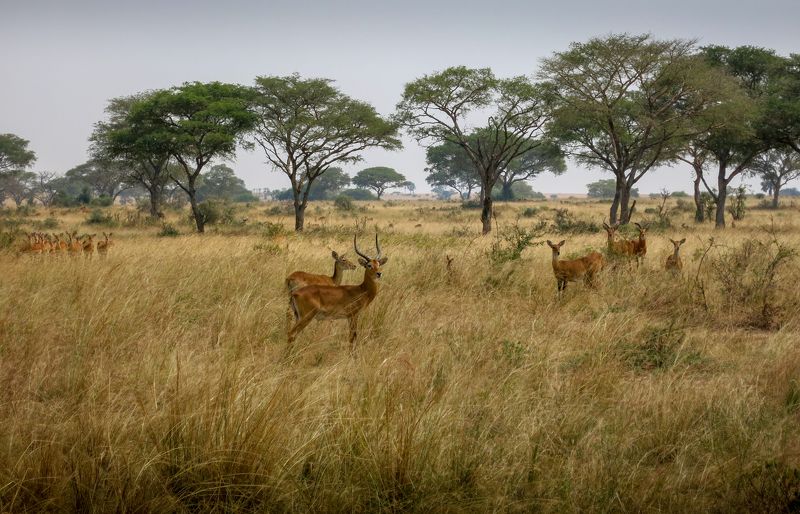 саванна, нд, Мёрчисон Фоллс, Уганда, антилопа, Африка  Саваннаphoto preview