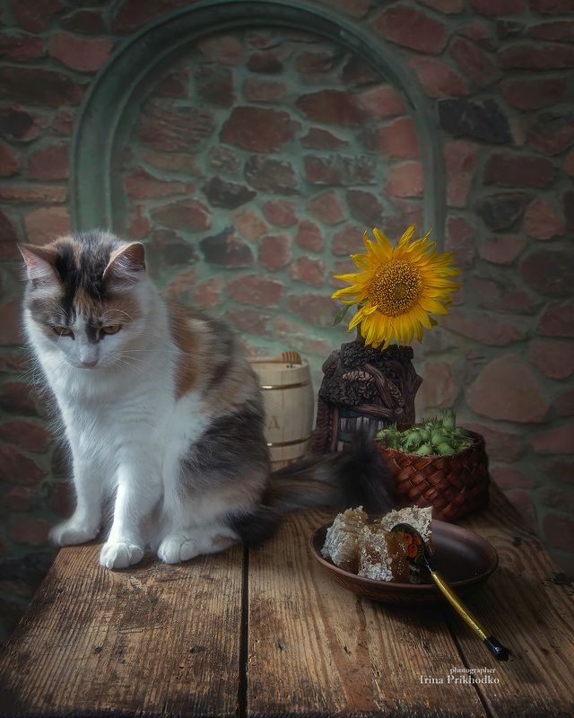 натюрморт, котонатюрморт, кошка, домашние питомцы, сотовый мед, лесные орехи Сладкое разочарованиеphoto preview