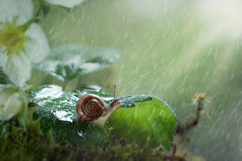 улитка, дождь, лето, лес, грибной дождь, летний дождь, macro, snail, волшебной макро Летний дождьphoto preview